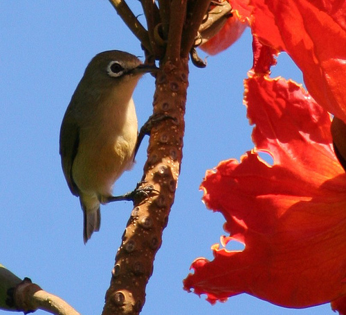 Bridled white-eye